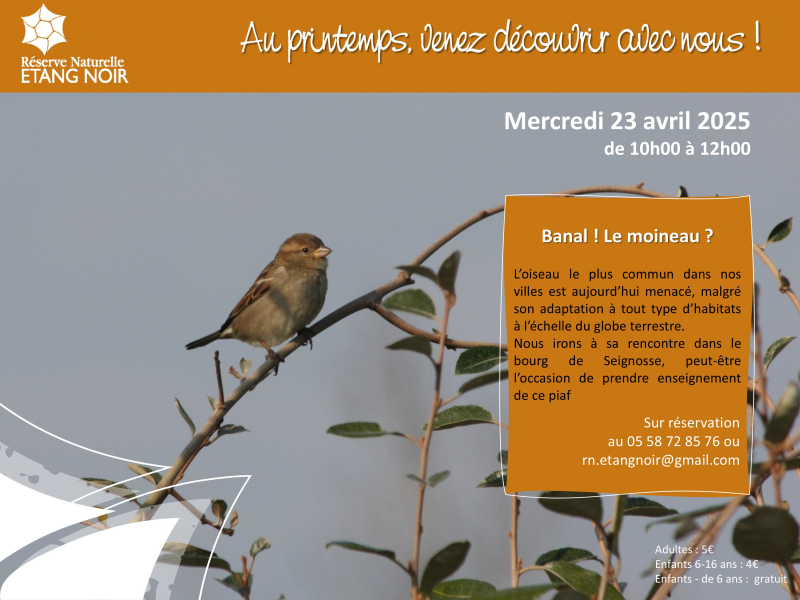 anim_moineau.jpg