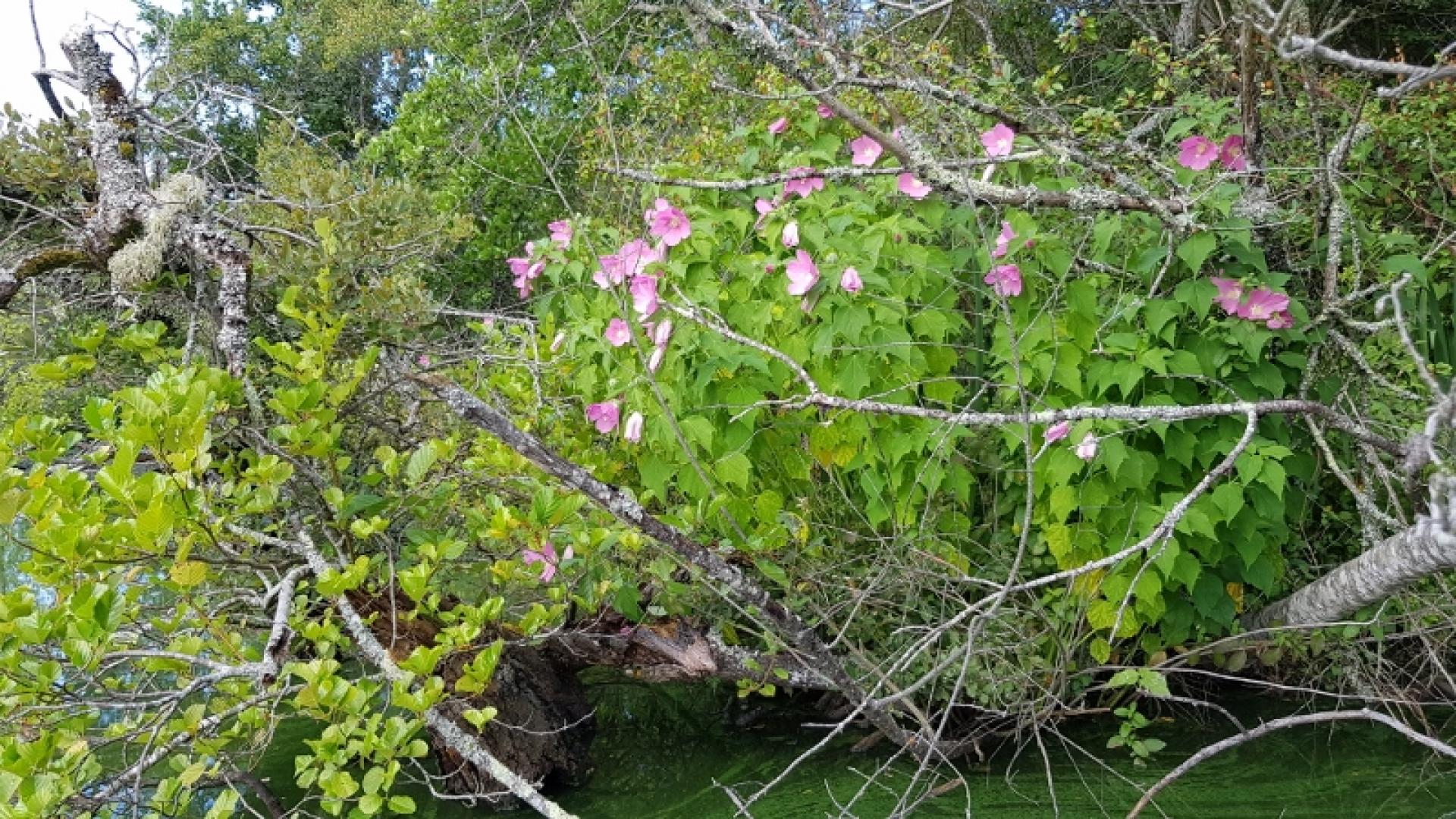 Hibiscus des marais, en rive de l'étang Noir se fleurissant de rose au mois d'Août sur la réserve naturelle de l'étang Noir