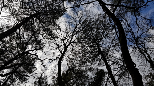 Boisement mixte de chêne et de pin sur les secteurs plus sec de la réserve naturelle de l'étang Noir