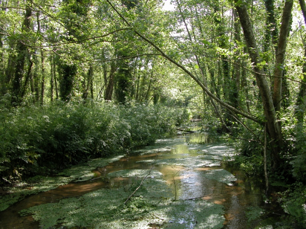Ruisseau de Capdeil en été traversant l'aulnaie riveraine de la réserve naturelle avant d'atteindre l'étang Noir