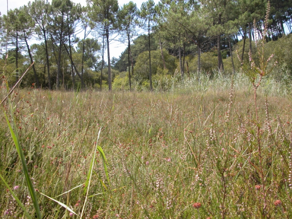 Zone de tourbière, habitat humide présent dans la réserve naturelle de l'étang Noir
