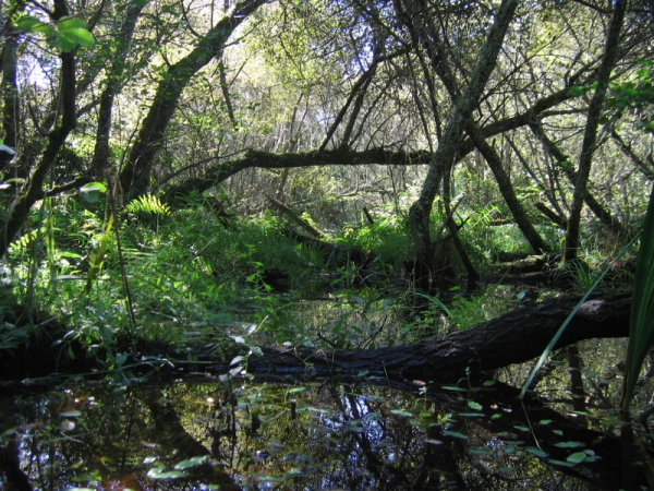 Marécage de la réserve naturelle de l'étang Noir au printemps : arbres penchés offrant un ombrage important